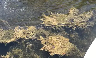 Homestead Report Video 1