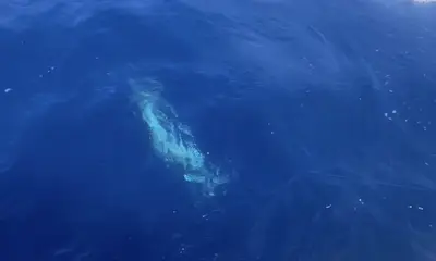 BLUE MARLIN