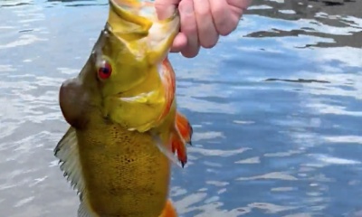 Southwest Ranches Report Video 1