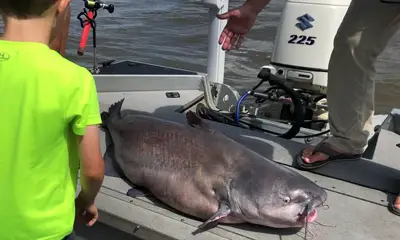 Memphis Report Video 0