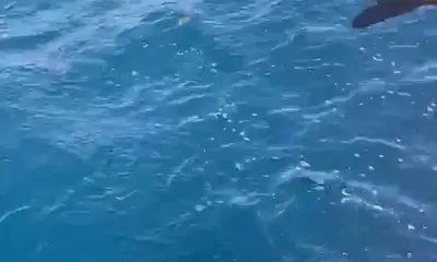 Hollywood Report Video 0