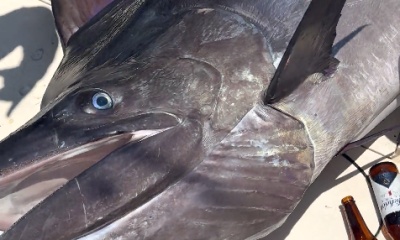 San Jose del Cabo Report Video 0