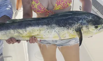 Meat trip