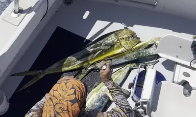 Honolulu Report Video 0