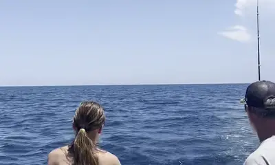 baracudas