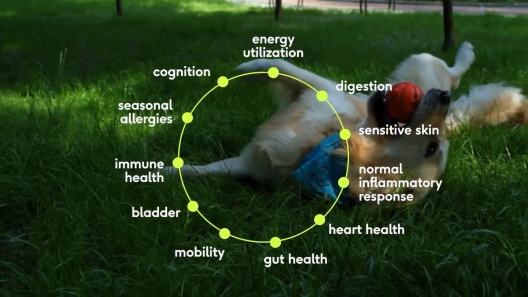 Native Pet The Daily All-in-One Powder Multivitamin Supplement for Dogs