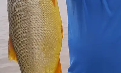 Tigre Verslag Video 2