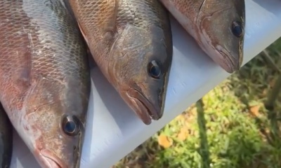 Punta Gorda Report Video 1