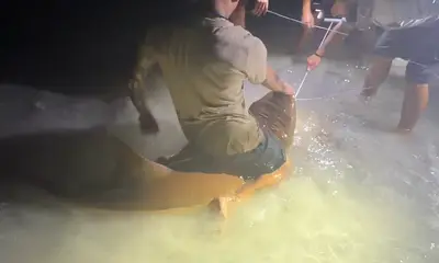    Bucket List Experience \u2013 Landed a 7-Foot, 200+ lb Shark from the Beach! \u2b50\u2b50\u2b50\u2b50\u2b50