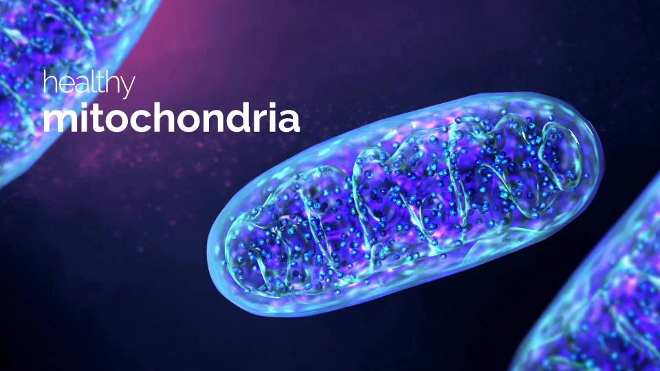 Bodē Pro: Mitochondria