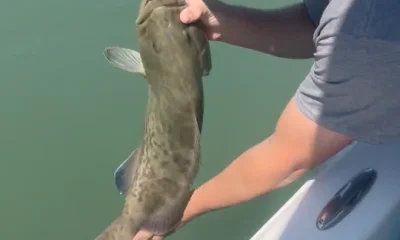 Belleair Bluffs Report Video 0