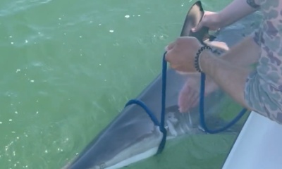 Best shark fishing!!!