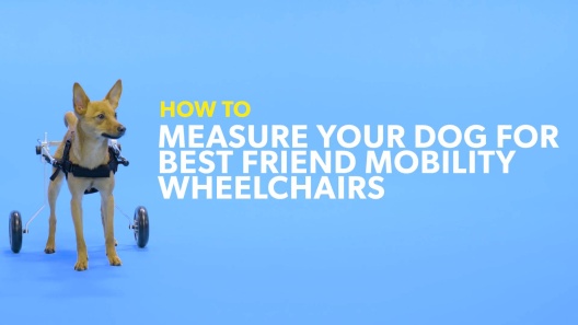 Play Video: Learn More About Best Friend Mobility From Our Team of Experts
