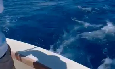 Blue Marlin Birthday Catch
