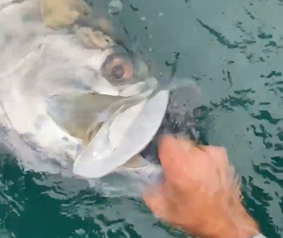 Business Card: Tarpon Hooker