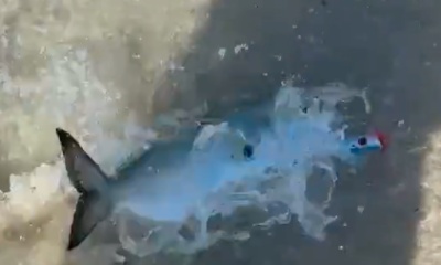 Santa Rosa Beach Report Video 1