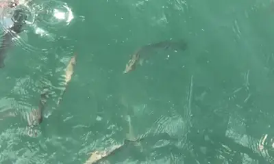 Tequesta Report Video 0