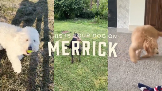 Play Video: Learn More About Merrick From Our Team of Experts