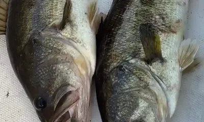 Clewiston Report Video 4