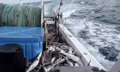 Hatteras Report Video 0
