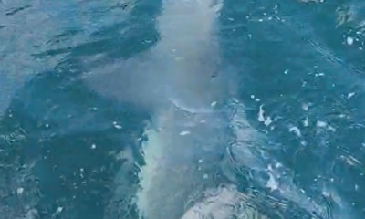 Destin Report Video 0