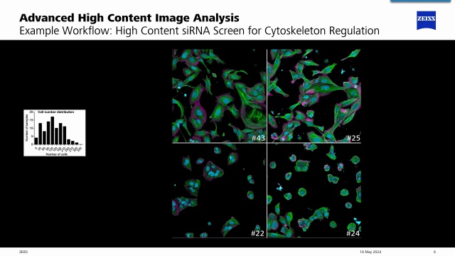 High-Content siRNA Cytoskeleton Analysis with Arivis Pro