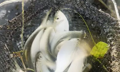 Very good trip! First time here in Florida had a blast with Baileys! Highly recommend it!