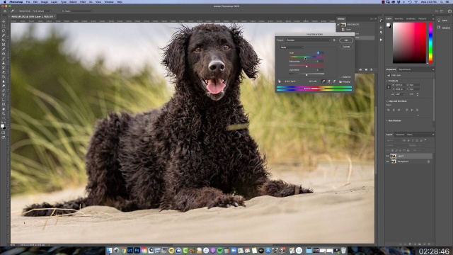 How to Edit Photos of Black Dogs