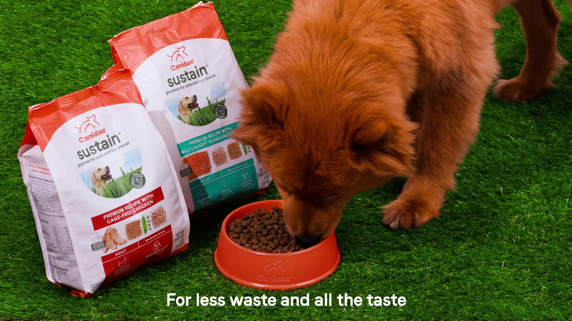 canidae sustain dog food