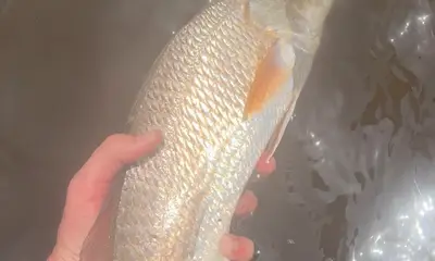 Cedar Key Report Video 1