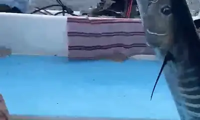 Playa Del Carmen Report Video 0
