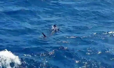 Oranjestad Bericht Video 0