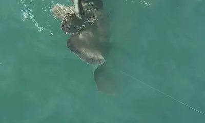 Great day with Capt. Trent and First Mate Dalton