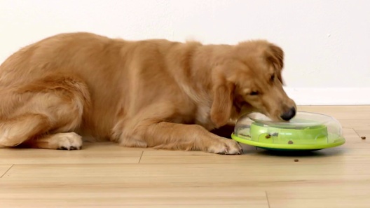 Ditch the Bowl: Interactive Dog Feeding — With Love & Oats