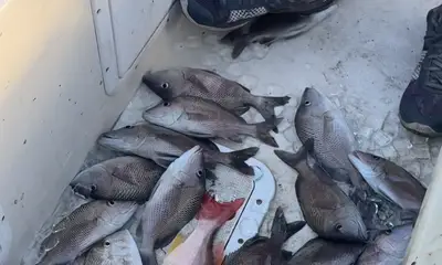 Capt\u2019n Aaron is the best 