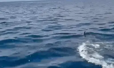 Playa Flamingo Report Video 0