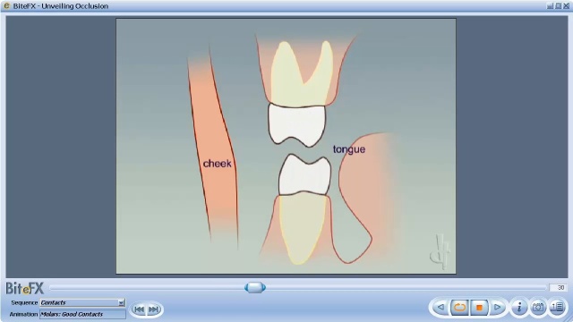 Dental Occlusion Definition