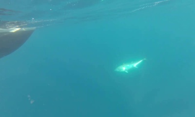 Vrsar Report Video 0