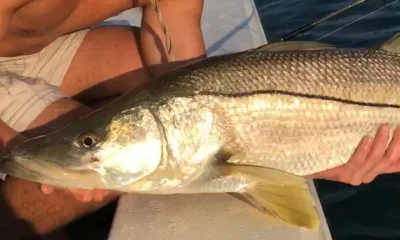 Miami Report Video 0