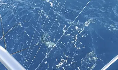 Miami-Dade County Report Video 0