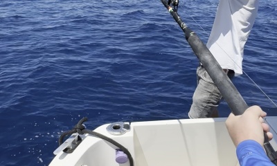 Bluefin in the Final Minutes!