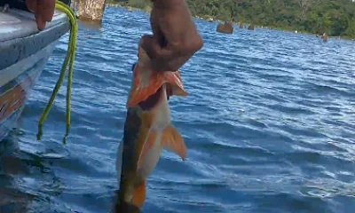 Gamboa Report Video 0