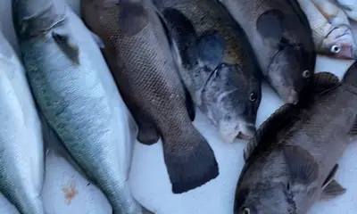 Stamford Report Video 0