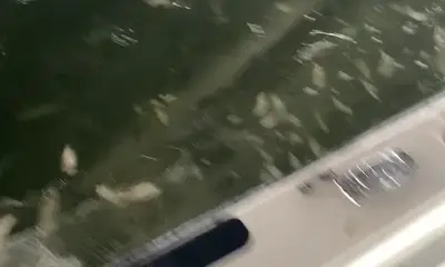 Tampa Report Video 0