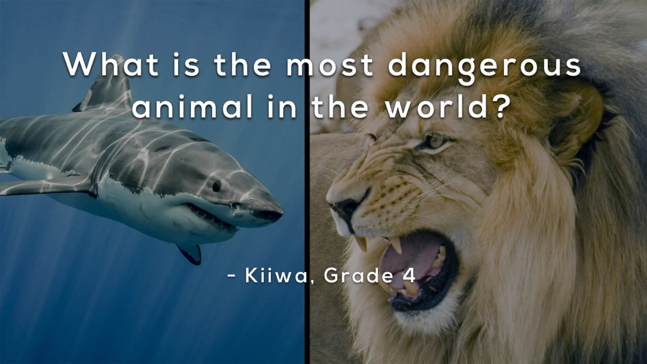 the most dangerous animal in the world