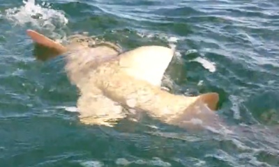 Naples Report Video 0