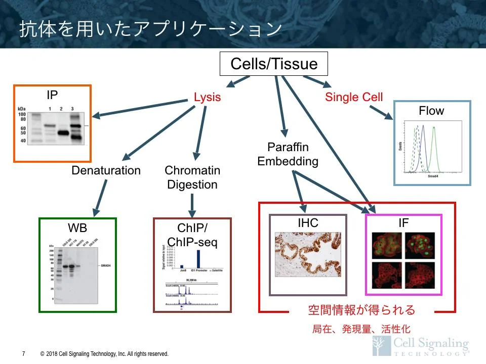 免疫蛍光染色 (IF) の基礎 | Cell Signaling Technology