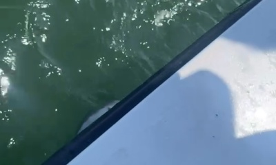 7 sharks in 1 day!!! 