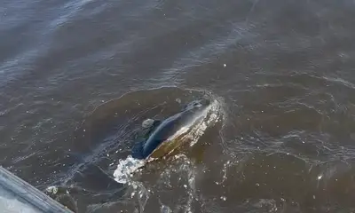 South Bay Report Video 0
