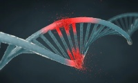 DNA Deamination